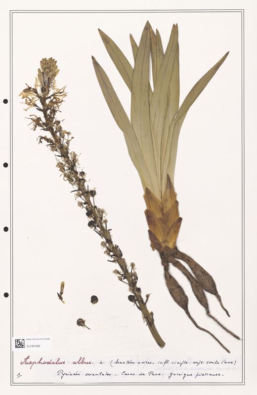 Asphodelus albus  (Liliaceae)