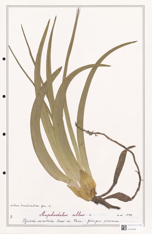 Asphodelus albus  (Liliaceae)