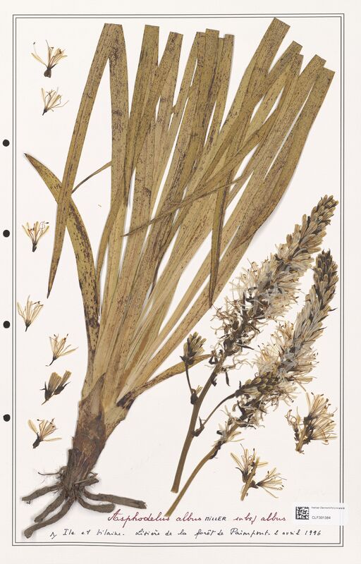 Asphodelus albus  (Liliaceae)