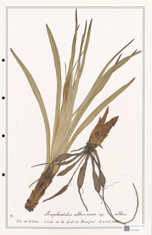 Asphodelus albus  (Liliaceae)