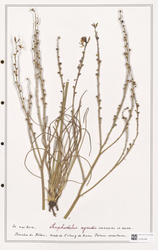 Asphodelus ayardii  (Liliaceae)