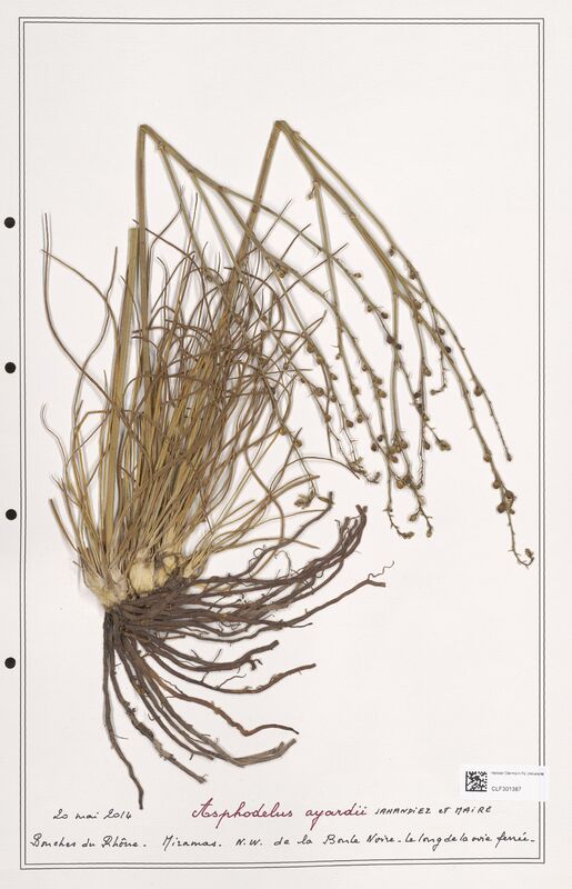 Asphodelus ayardii  (Liliaceae)