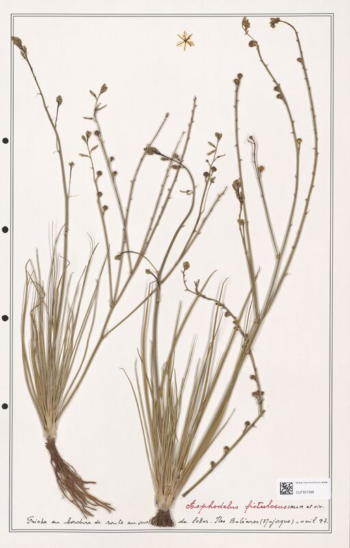 Asphodelus fistulosus  (Liliaceae)