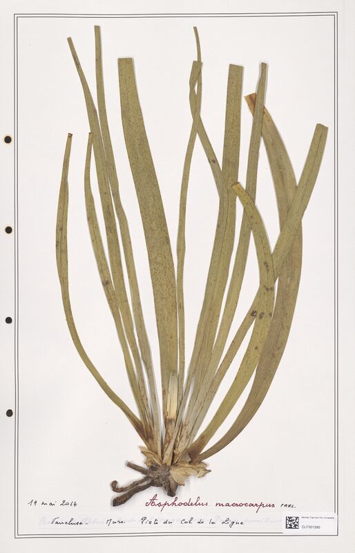 Asphodelus macrocarpus  (Liliaceae)