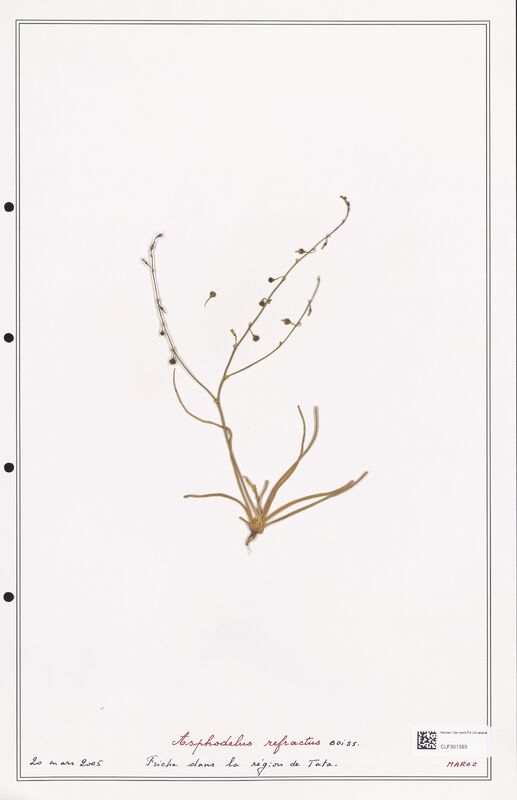 Asphodelus refractus  (Liliaceae)