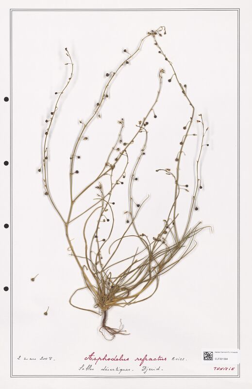 Asphodelus refractus  (Liliaceae)