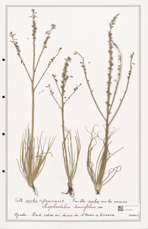 Asphodelus tenuifolius  (Liliaceae)