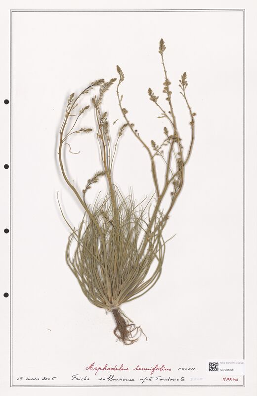 Asphodelus tenuifolius  (Liliaceae)