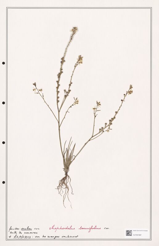 Asphodelus tenuifolius  (Liliaceae)