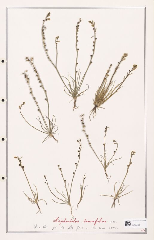 Asphodelus tenuifolius  (Liliaceae)