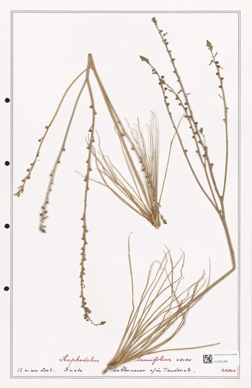 Asphodelus tenuifolius  (Liliaceae)