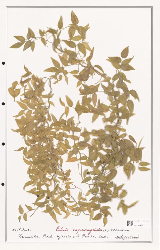 Elide asparagoides  (Liliaceae)