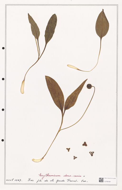 Erythronium dens canis  (Liliaceae)