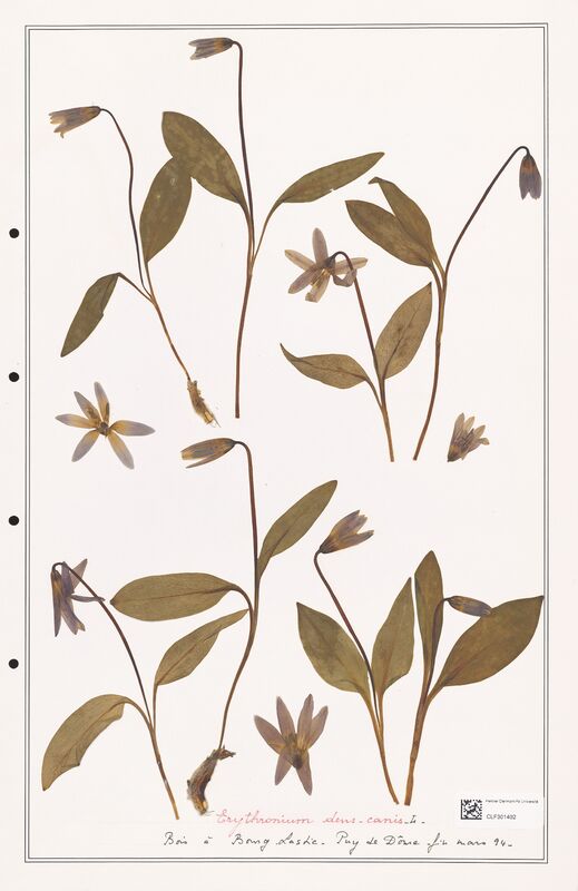 Erythronium   (Liliaceae)