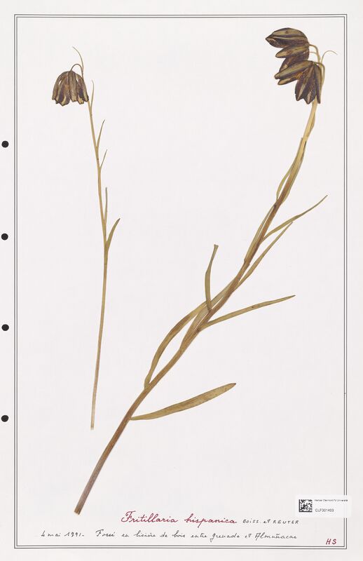 Fritillaria hispanica  (Liliaceae)