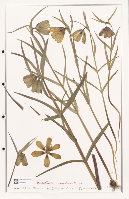 involucrata  (Liliaceae)