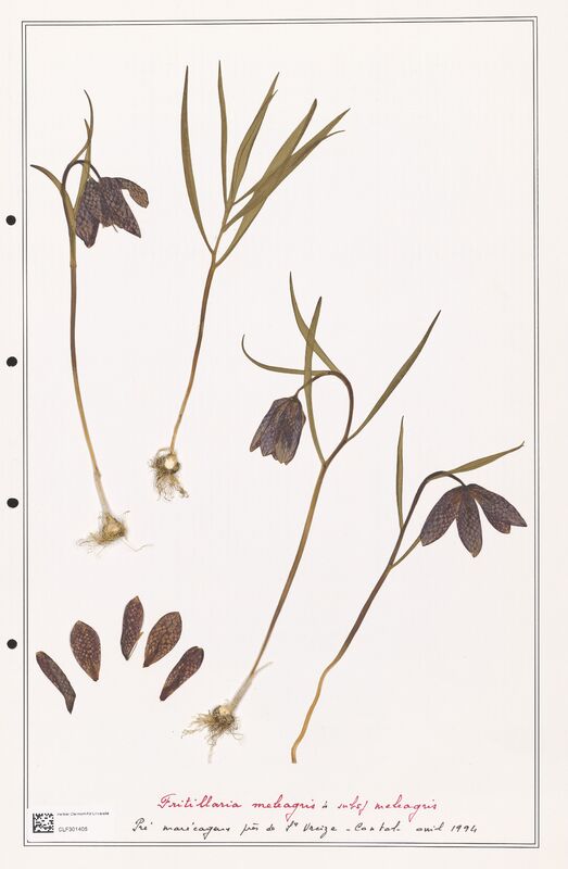 meleagris  (Liliaceae)