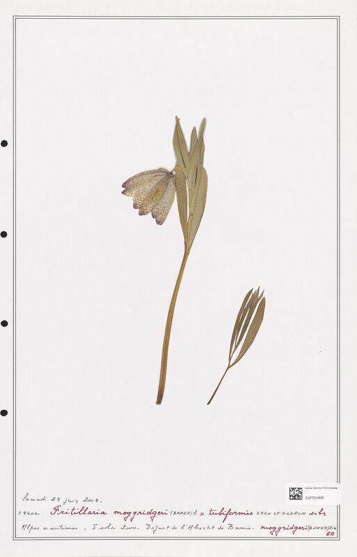 moggridgeri  (Liliaceae)