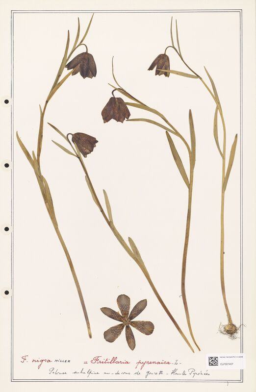 pyrenaica  (Liliaceae)