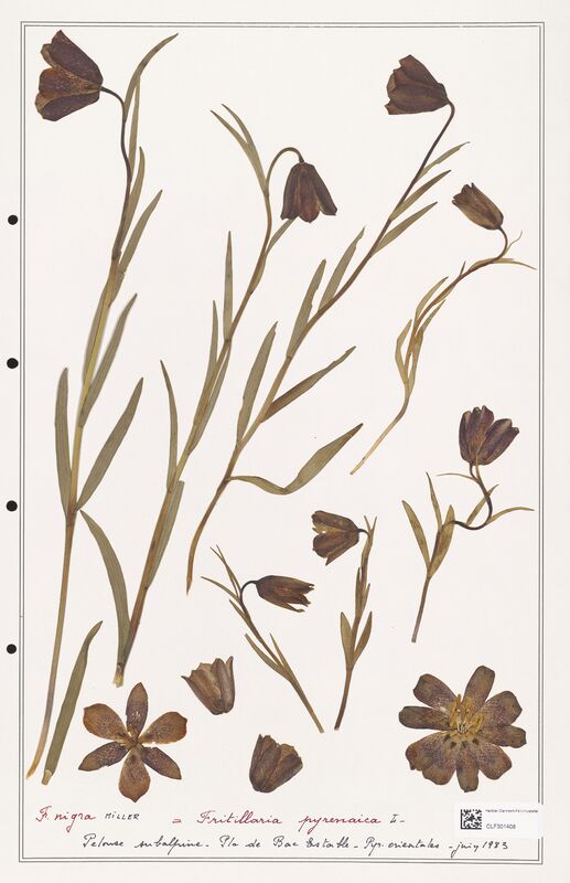 pyrenaica  (Liliaceae)