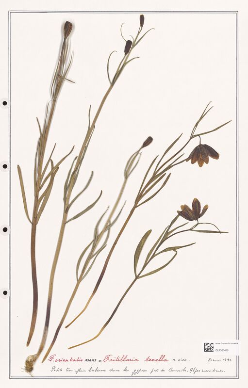 tenella  (Liliaceae)