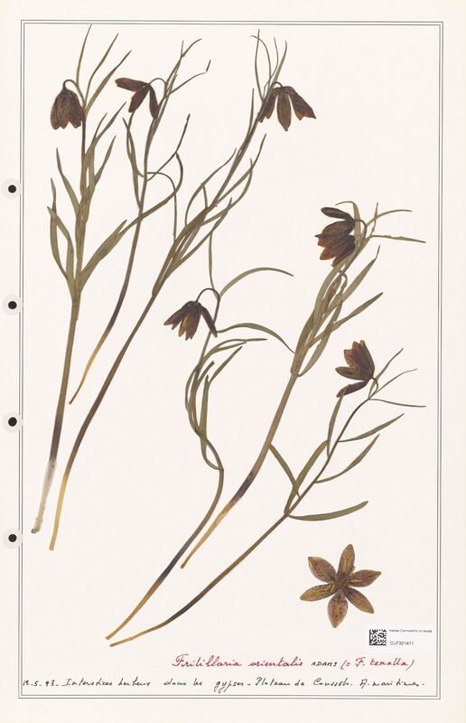 orientalis  (Liliaceae)