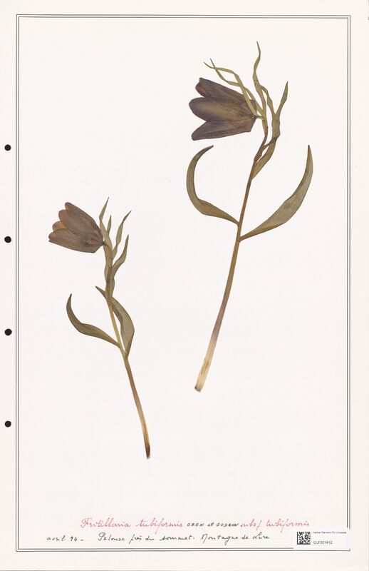 tubiformis  (Liliaceae)
