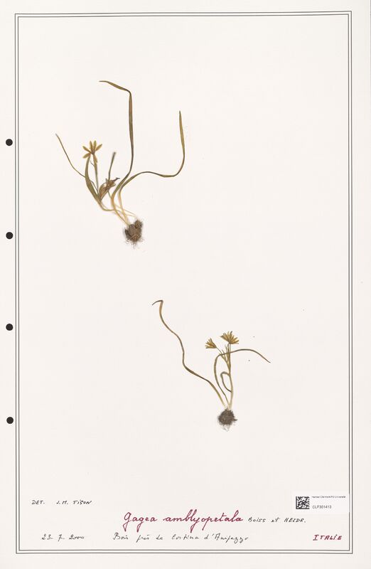 amblyopetala  (Liliaceae)