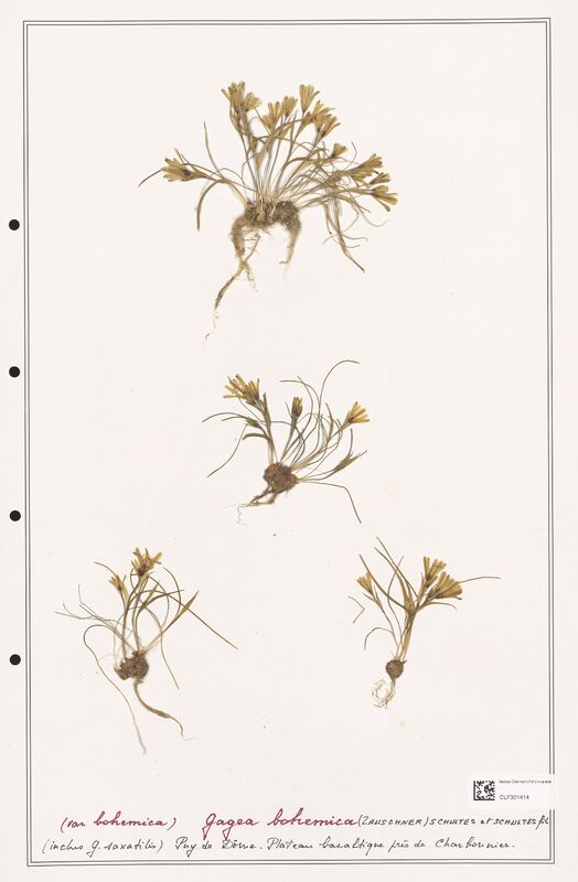 Gagea bohemica  (Liliaceae)