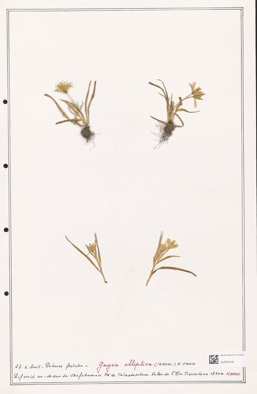 elliptica  (Liliaceae)