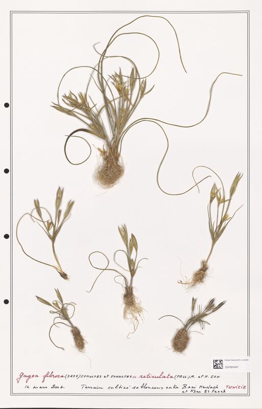 fibrosa  (Liliaceae)