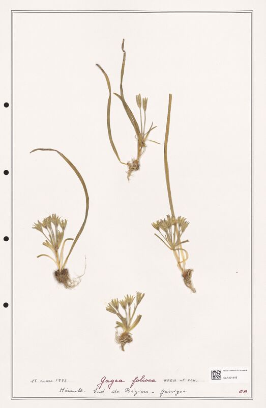 foliosa  (Liliaceae)