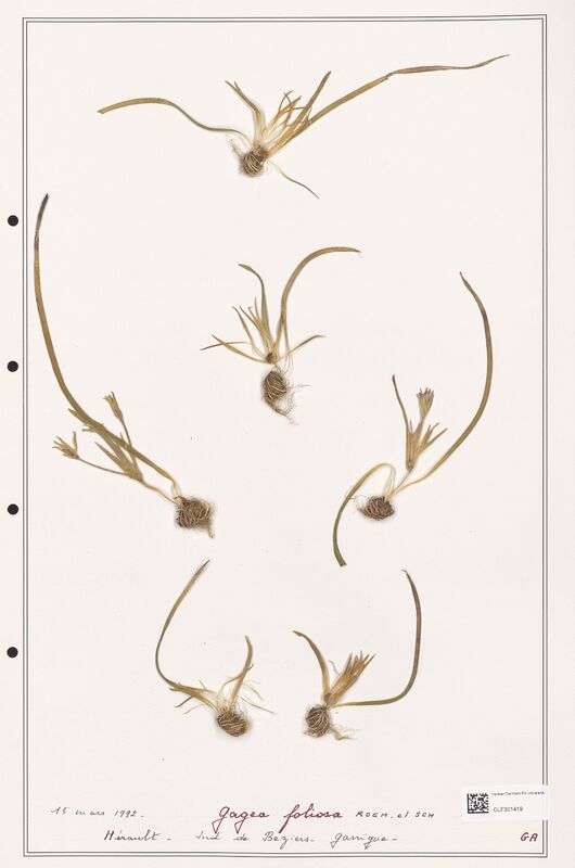 foliosa  (Liliaceae)