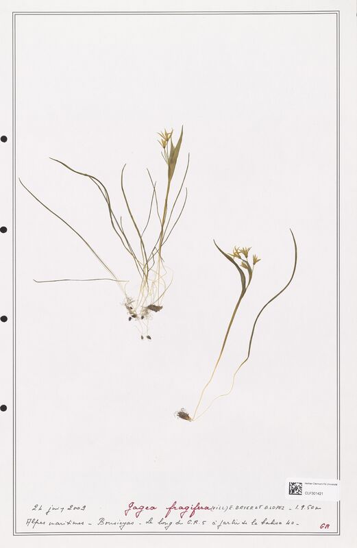 fragifera  (Liliaceae)