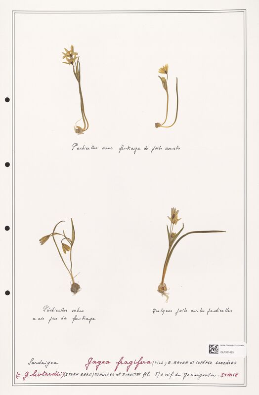 fragifera  (Liliaceae)