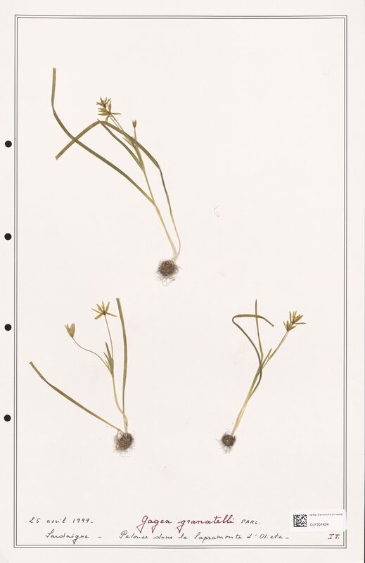 granatelli  (Liliaceae)