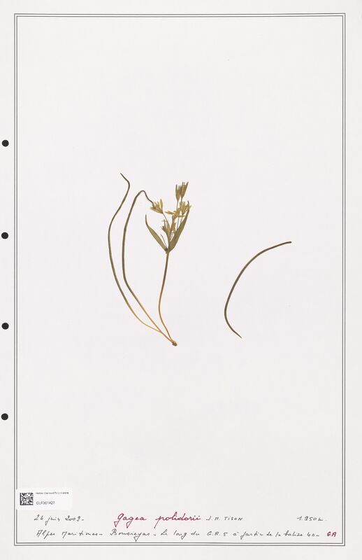 polidorii  (Liliaceae)