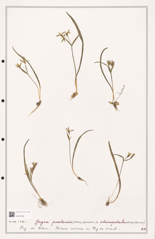 pratensis  (Liliaceae)