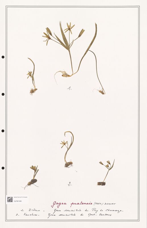 pratensis  (Liliaceae)