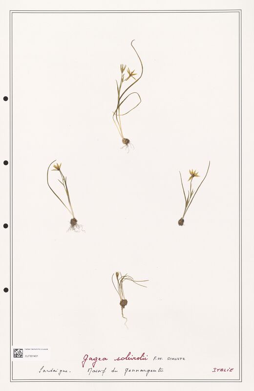 soleirolii  (Liliaceae)