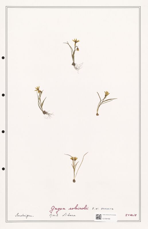 soleirolii  (Liliaceae)