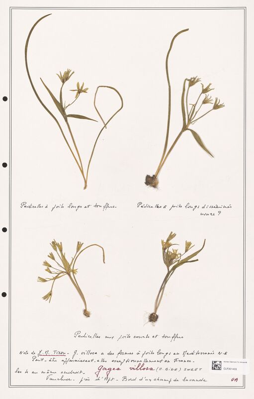 villosa  (Liliaceae)