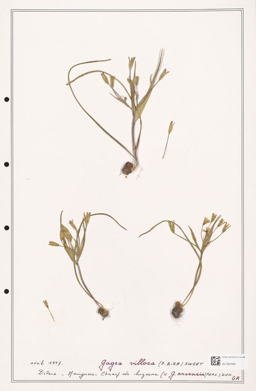 villosa  (Liliaceae)