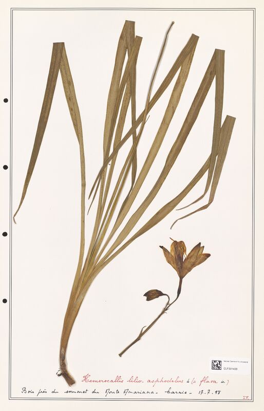 lilio asphodelus  (Liliaceae)