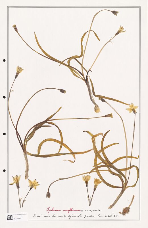 Ipheion uniflorum  (Liliaceae)