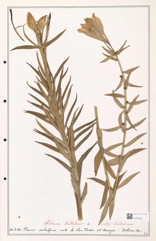 Lilium bulbipherom  (Liliaceae)