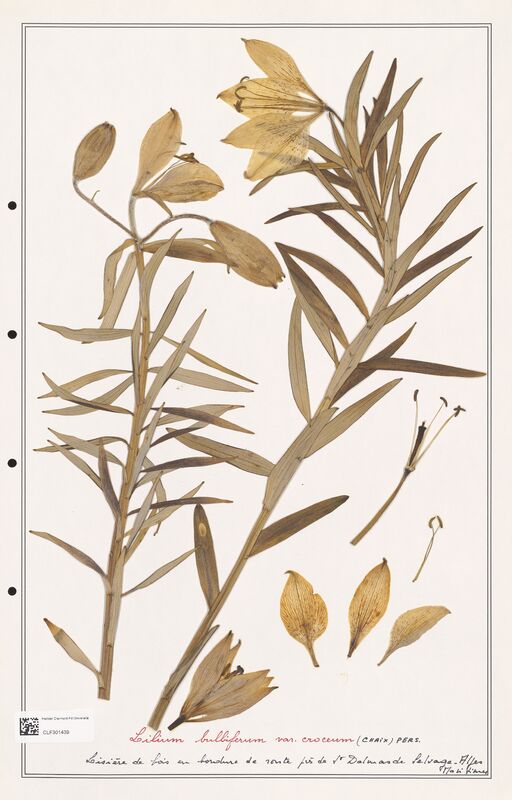 Lilium bulbipherom  (Liliaceae)