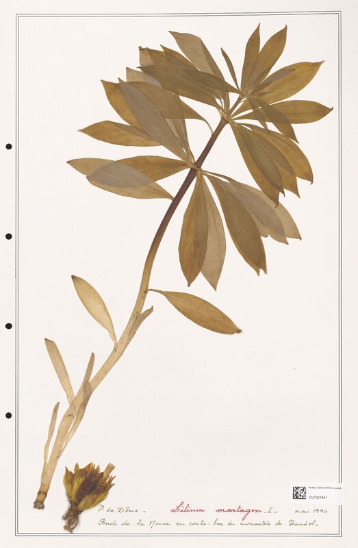 Lilium martagon  (Liliaceae)