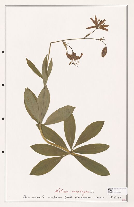 Lilium martagon  (Liliaceae)