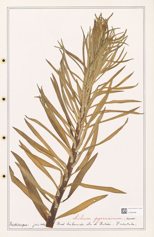 Lilium pyrenaicum  (Liliaceae)